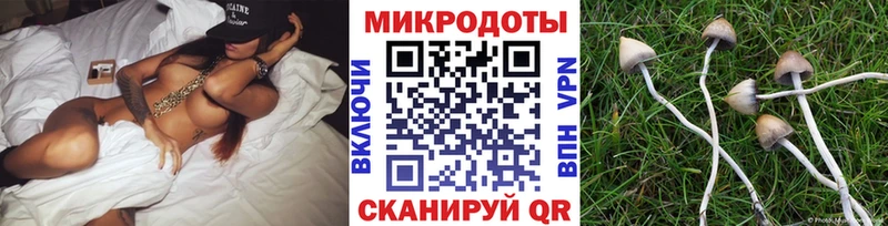 закладки  Дубовка  Псилоцибиновые грибы Psilocybe 